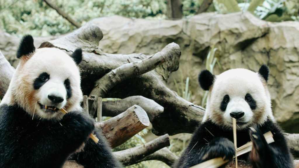 Pandas Foundation – Final&nbsp;Project